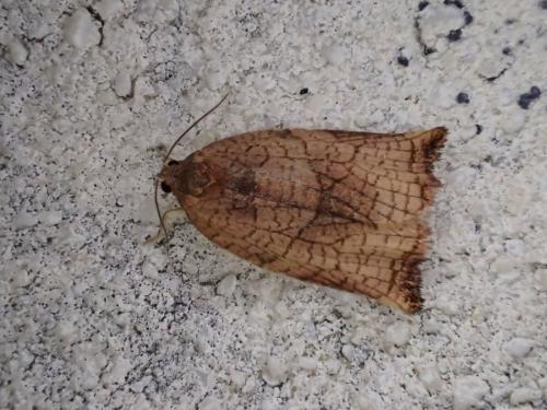 Réf. 329 869 : Archips podana